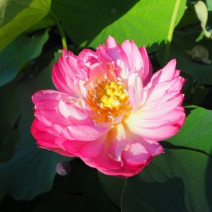 染織(せんしょく)紅・八重・小型