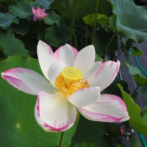 天竺斑蓮（てんじくはんれん）斑・一重・大型・日本伝承種・浴恩園