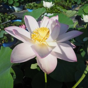 渚(なぎさ)爪紅・一重・小型