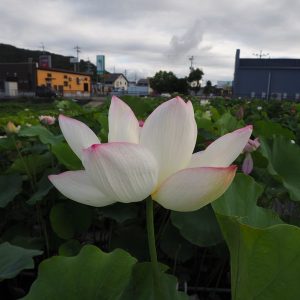 瑞光蓮（ずいこうれん）爪紅・一重・中型・日本在来品種