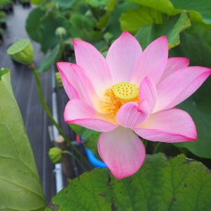 巨椋巨大蓮（おぐらきょだいはす）桃・一重・大型