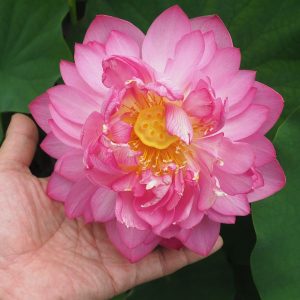 千重紅（せんえこう）紅・八重・中型・日本在来種・奈良延命寺