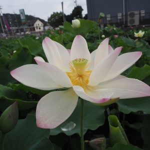 孫夫人(そんふじん)白・一重・中型・香取正人氏育成・南京の大青棤の自然交配種