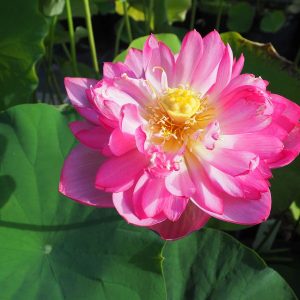 玉繍蓮(ぎょくしゅうれん)紅・八重・中型・日本在来種・中国名「唐招提寺蓮」