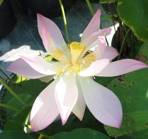 ミセス剣舞（みせすけんまい）黄紅・一重・小型