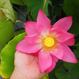 一点紅（いってんこう）紅・一重・中型・中国武漢市東湖風景区・東湖春暁自然交配種