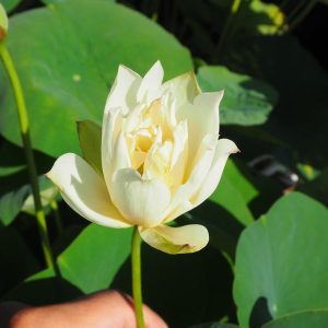 希望(きぼう)白・半八重・小型・中国南京市江浦芸蓮苑・厦門碗蓮の自然交配種
