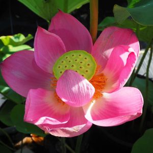 耙阳天(yan yang tain)紅色・一重・大型品種・花上がりはとてもよい