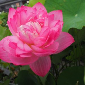 十二単（じゅうにひとえ）紅・八重・小型