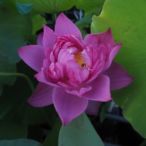紅牡丹(べにぼたん)紅・八重・小型・中国