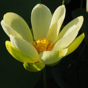 明美（めいび）黄・一重・中型・榎本氏育成