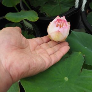 菊花粉(きくかふん)桃・八重・小型・中国
