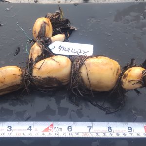 だるま　食用レンコン　白・一重・中型