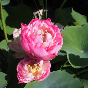 小曲(しょうきょく)桃・八重・小型・中国荷花研究所・羊城碗蓮の自然交配種