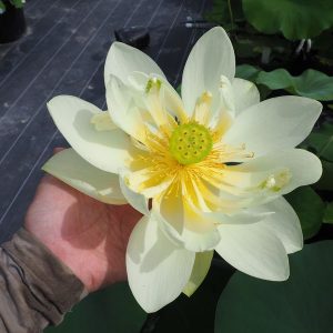ルテア　淡黄色・一重・中型