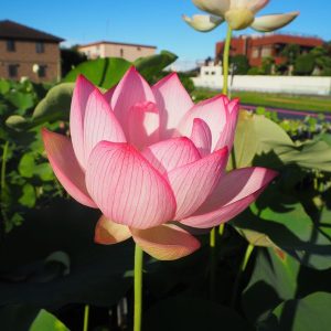 嘉祥蓮（かしょうれん）爪紅・一重・大型・日本在来品種