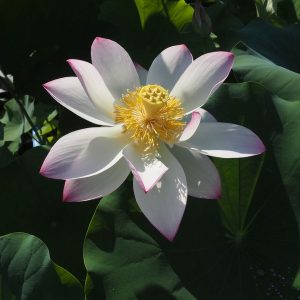 武漢A（ぶかんえー）爪紅・一重・中型・中国