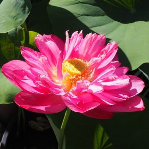 百華紅（ひゃっかこう）　濃紅・八重・中型