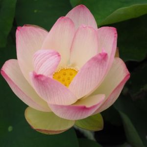 紅陽（べによう）黄紅・一重・大型・内田又夫氏育成・王子蓮自然交配