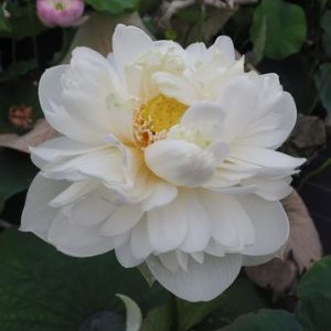 雪翠蓮（せっすいれん）白・八重・小型・中国河北省白洋淀荷花大観園育成