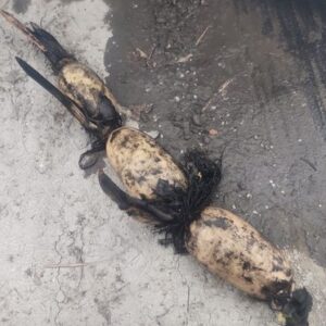備中蓮根（食用蓮根）細くて長い