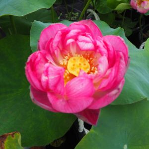 紅蓮の炎(ぐれんのほのお)紅・八重・中型