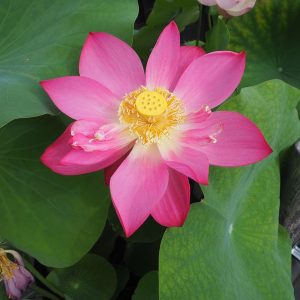 宴(うたげ)紅・一重・中、のびやかな紅色ののきれいな花が咲く