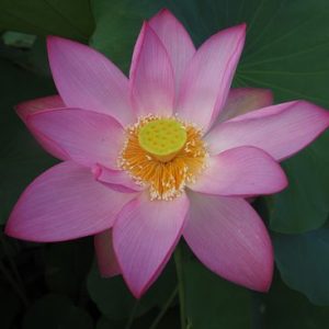 ネール蓮（ねーるばす） 桃・一重・大型・ネパール（ネール大統領からのプレゼント）