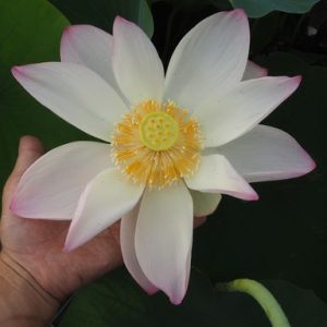 南米ブラジル　爪紅・一重・大型