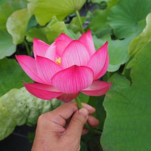 紅蜀紅蓮(こうしょくこうれん)紅・一重・中型