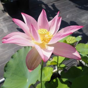 淀城蓮（よどじょうはす）桃・一重・大型・伝承品種