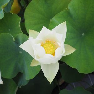 唐招提寺白蓮（とうしょうだいじびゃくれん）白・一重・小型