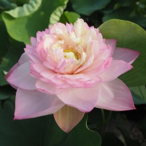 東方明珠（とうほうめいしゅ）桃・八重・小型・中国荷風研究所・粉碗蓮の自然交配種