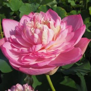 紅太陽（べにたいよう）黄紅・八重・中型・中国南京芸蓮苑育成