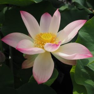 蝶戀花（ちょうれんか）黄紅・一重・中型・中国