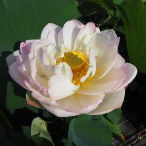 小寿星（八重）爪紅・八重・中型