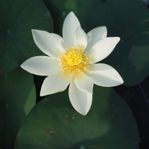 オーストラリア黄蓮　黄白・一重・小型