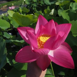 墨華（ぼっか）濃紅・一重・中型・中国・杭州伝統品種・（大紫蓮）