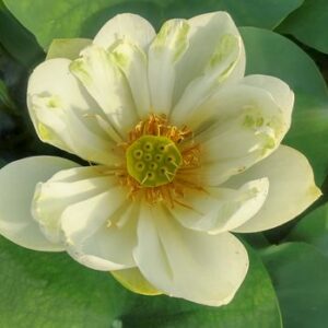 越南黄蓮（えつなんおうれん）黄白・一重・大型・ベトナムの蓮