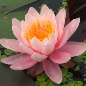 さくら