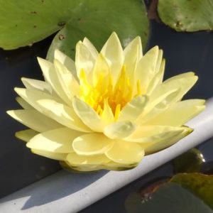 イエローセンセーション
