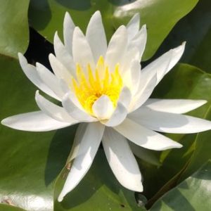 カロリニアナニウェラ