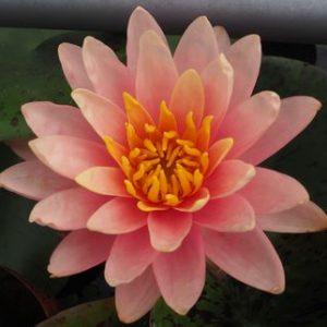 ペリーズオレンジサンセット