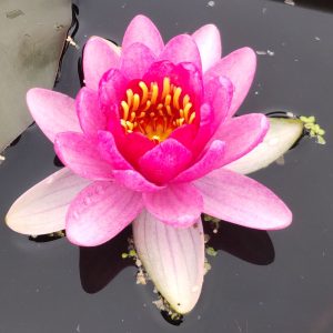 ペリーズベイビーレッド