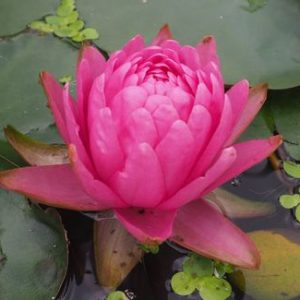 マニカム