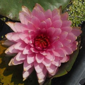 マハソムブット