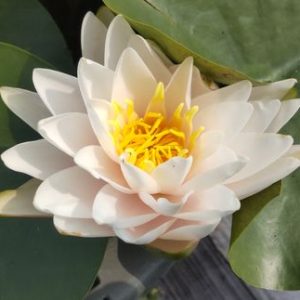 ラッタナウボン