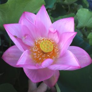 大和撫子（やまとなでしこ）桃・一重・大型
