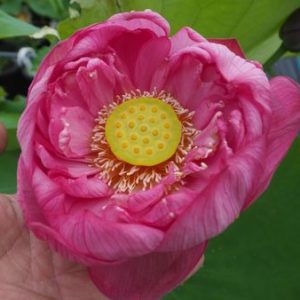 大瞳紅蓮（だいとうこうれん）紅・八重・大型