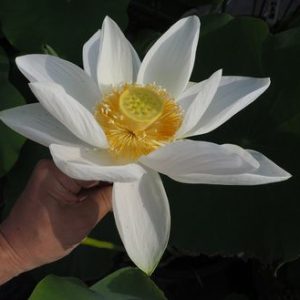滋邦白銀（じほうはくぎん）白・一重・大型